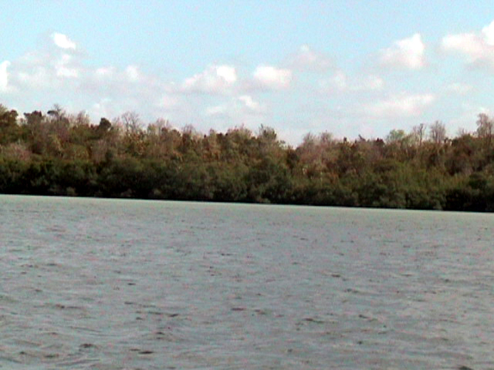 25 - Mangrove 001.jpg